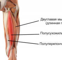 Тренажер на заднюю часть бедра