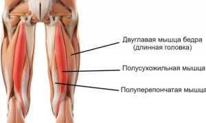 Полусухожильная мышца бедра упражнения