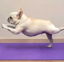 Йога для начинающих картинки