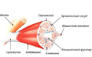 Гипертрофия в бодибилдинге что это