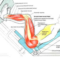 Упражнения ноги ягодицы для женщин