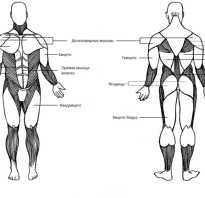 Круговая тренировка базовыми упражнениями
