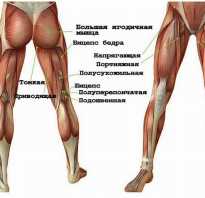 Базовые упражнения на ноги в тренажерном