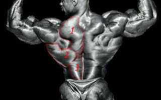 Мышцы спины бодибилдинг