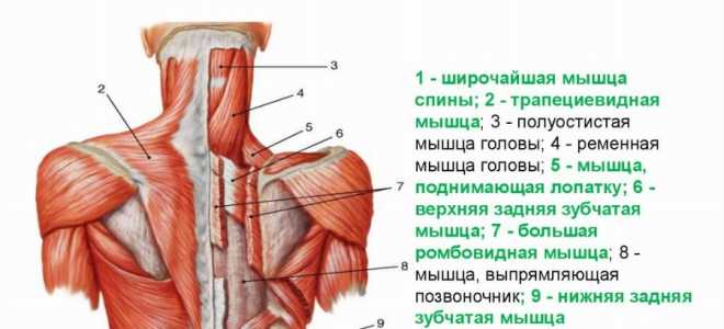 Упражнения с гантелями лежа на спине