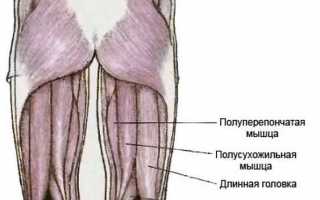 Упражнения на бицепс бедра в зале
