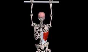 Апоневроз широчайшей мышцы спины упражнения