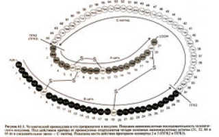 Инсулин ультракороткого действия в бодибилдинге