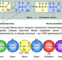 Аптечные аминокислоты для бодибилдинга