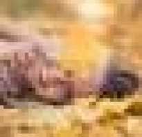 Гречневая диета с овощами для похудения