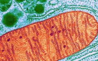 Свободный вес в бодибилдинге