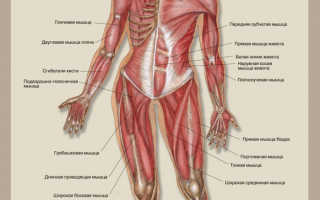 Название мышц человека в бодибилдинге