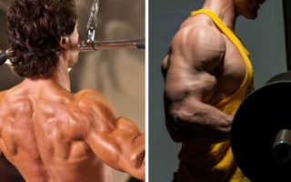 Упражнения на спину и бицепс